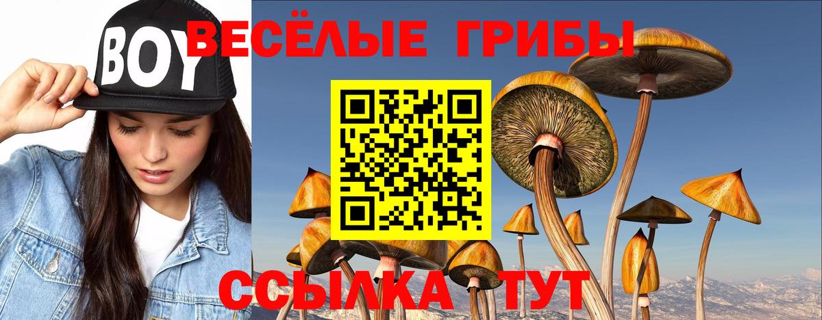Чапаевск  Галлюциногенные грибы Psilocybine cubensis  Вход с VPN 